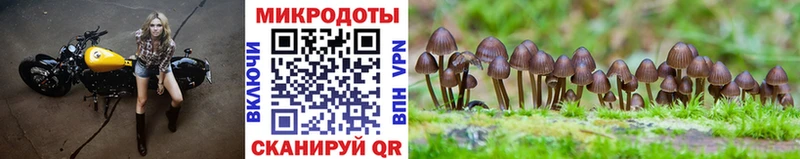 купить  цена  Грайворон  Псилоцибиновые грибы Psilocybe 